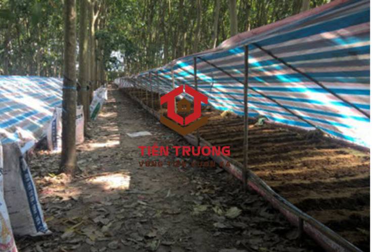  Bạt sọc kẻ được sử dụng cho picnic, camping, trang trí sự kiện, che chắn mưa nắng. – LH 077 676 5087